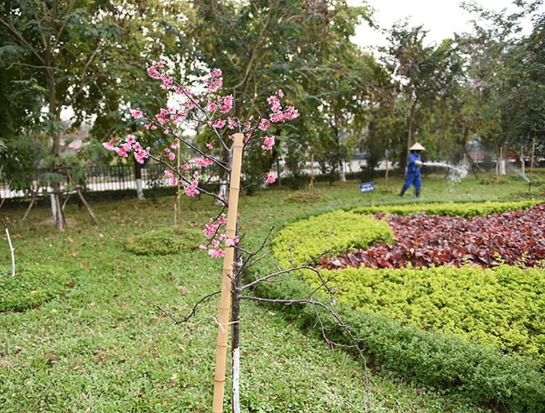 Anh đào Nhật Bản nở hoa, rực rỡ khoe sắc tại Hà Nội